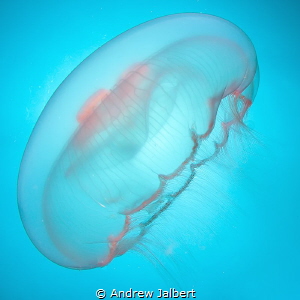 Moon Jellyfish, Karpata Reef, Bonaire by Andrew Jalbert 